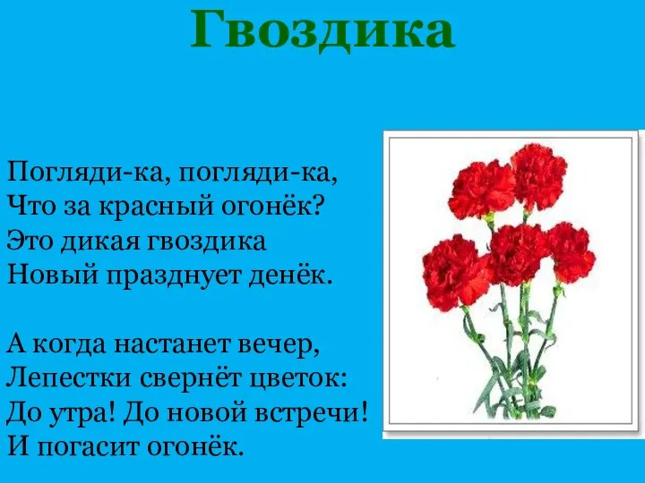 Гвоздика Погляди-ка, погляди-ка, Что за красный огонёк? Это дикая гвоздика Новый