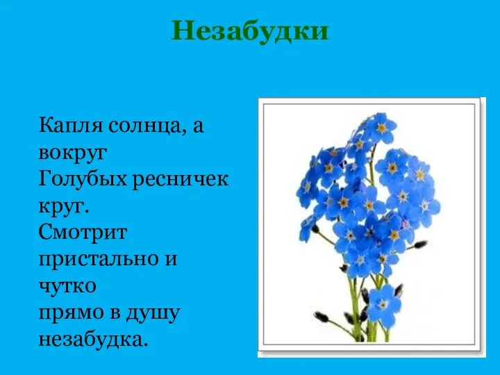 Незабудки Капля солнца, а вокруг Голубых ресничек круг. Смотрит пристально и чутко прямо в душу незабудка.