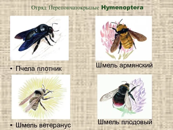 Отряд Перепончатокрылые Hymenoptera Пчела плотник Шмель ветеранус Шмель армянский Шмель плодовый