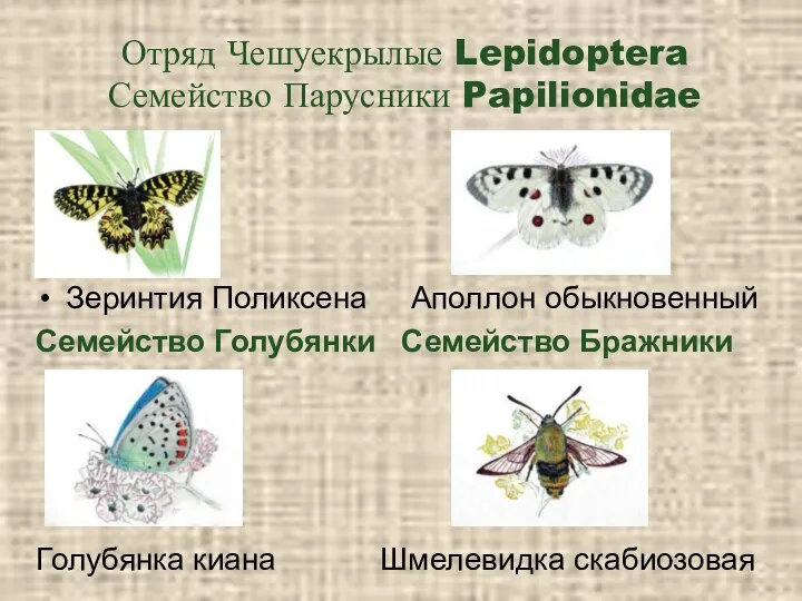 Отряд Чешуекрылые Lepidoptera Семейство Парусники Papilionidae Зеринтия Поликсена Аполлон обыкновенный Семейство
