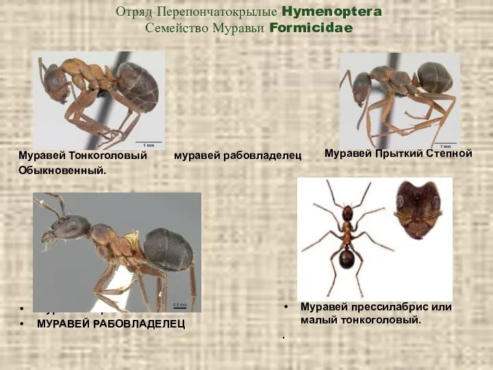 Отряд Перепончатокрылые Hymenoptera Семейство Муравьи Formicidae Муравей Тонкоголовый муравей рабовладелец Обыкновенный.