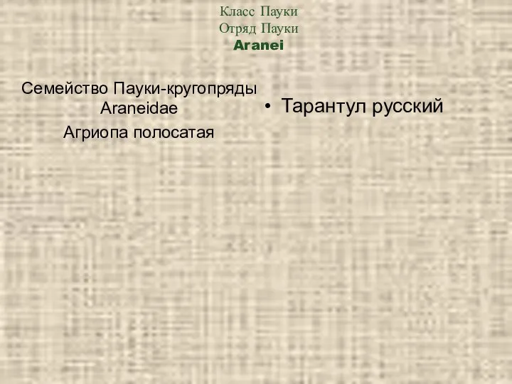 Класс Пауки Отряд Пауки Aranei Семейство Пауки-кругопряды Araneidae Агриопа полосатая Тарантул русский