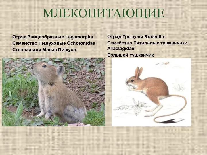 МЛЕКОПИТАЮЩИЕ Отряд Зайцеобразные Lagomorpha Семейство Пищуховые Ochotonidae Степная или Малая Пищуха.