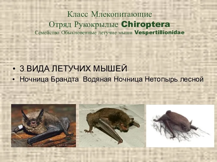 Класс Млекопитающие Отряд Рукокрылые Chiroptera Семейство Обыкновенные летучие мыши Vespertillionidae 3