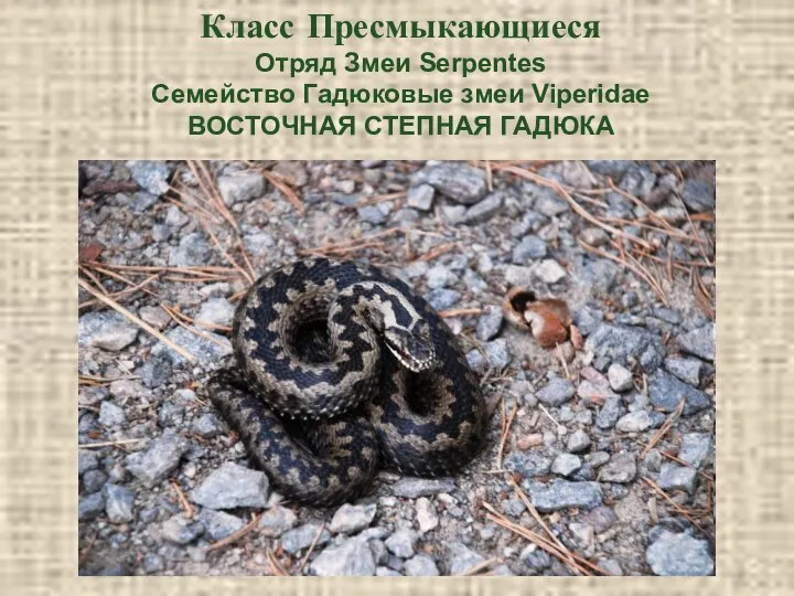 Класс Пресмыкающиеся Отряд Змеи Serpentes Семейство Гадюковые змеи Viperidae ВОСТОЧНАЯ СТЕПНАЯ ГАДЮКА