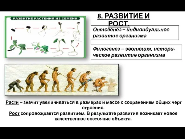 8. РАЗВИТИЕ И РОСТ. Филогенез – эволюция, истори-ческое развитие организма Онтогенез