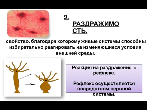 9. РАЗДРАЖИМОСТЬ. свойство, благодаря которому живые системы способны избирательно реагировать на