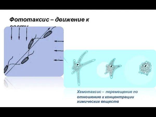 Фототаксис – движение к свету Хемотаксис – перемещение по отношению к концентрации химических веществ
