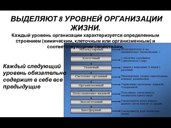 ВЫДЕЛЯЮТ 8 УРОВНЕЙ ОРГАНИЗАЦИИ ЖИЗНИ. Каждый уровень организации характеризуется определенным строением