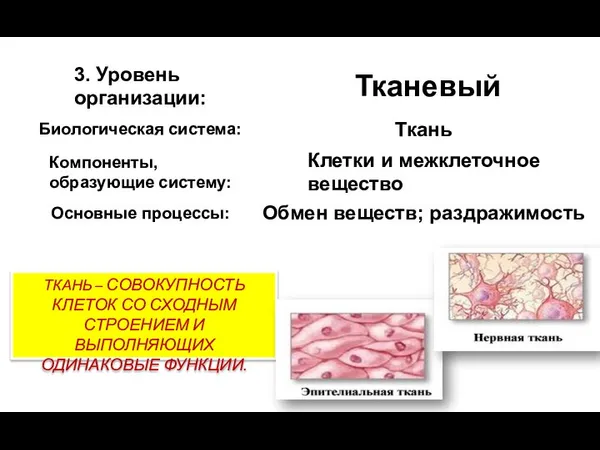 ТКАНЬ – СОВОКУПНОСТЬ КЛЕТОК СО СХОДНЫМ СТРОЕНИЕМ И ВЫПОЛНЯЮЩИХ ОДИНАКОВЫЕ ФУНКЦИИ.