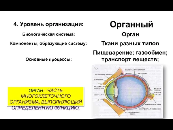 ОРГАН – ЧАСТЬ МНОГОКЛЕТОЧНОГО ОРГАНИЗМА, ВЫПОЛНЯЮЩИЙ ОПРЕДЕЛЕННУЮ ФУНКЦИЮ.