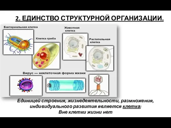 2. ЕДИНСТВО СТРУКТУРНОЙ ОРГАНИЗАЦИИ. Единицей строения, жизнедеятельности, размножения, индивидуального развития является клетка; Вне клетки жизни нет