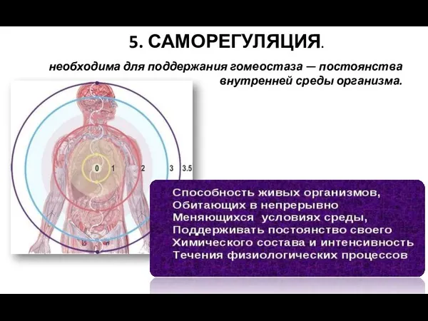 5. САМОРЕГУЛЯЦИЯ. необходима для поддержания гомеостаза — постоянства внутренней среды организма.