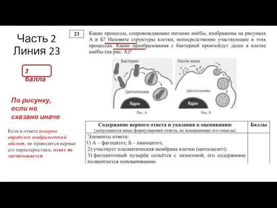 Часть 2 Линия 23 3 балла По рисунку, если не сказано