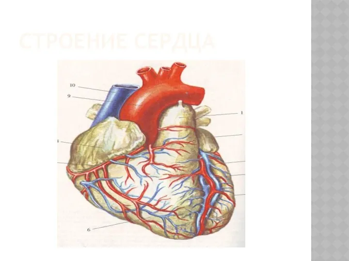 СТРОЕНИЕ СЕРДЦА