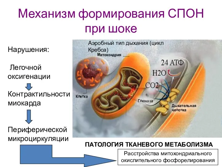 Механизм формирования СПОН при шоке Нарушения: Легочной оксигенации Контрактильности миокарда Периферической