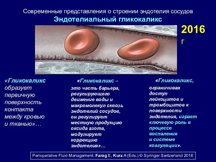 Современные представления о строении эндотелия сосудов Эндотелиальный гликокаликс «Гликокаликс образует первичную