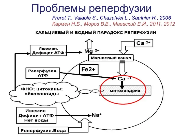 Проблемы реперфузии Freret T,, Valable S., Chazalviel L., Saulnier R., 2006