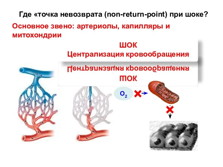 Где «точка невозврата (non-return-point) при шоке? Основное звено: артериолы, капилляры и митохондрии ШОК Централизация кровообращения О2