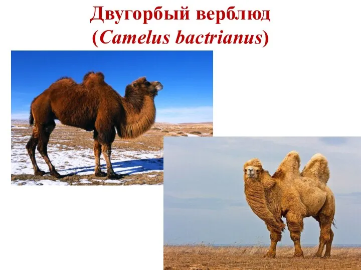 Двугорбый верблюд (Camelus bactrianus)