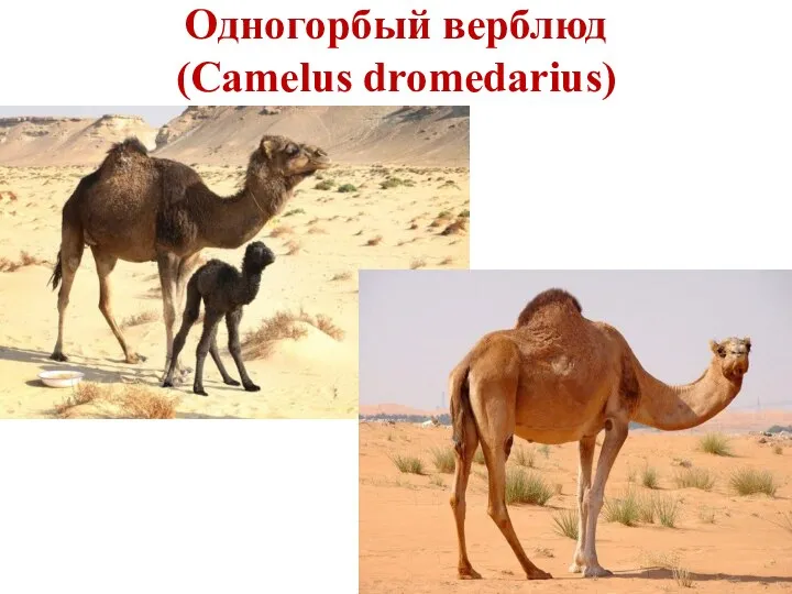 Одногорбый верблюд (Camelus dromedarius)