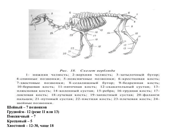 Шейный – 7 позвонков Груднойм– 12 (реже 11 или 13) Поясничный