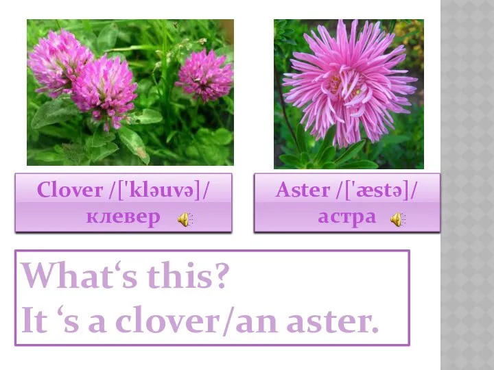 Clover /['kləuvə]/ клевер Aster /['æstə]/ астра What‘s this? It ‘s a clover/an aster.