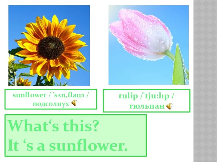 sunflower / 'sʌn,flauə / подсолнух tulip /'tju:lıp / тюльпан What‘s this? It ‘s a sunflower.