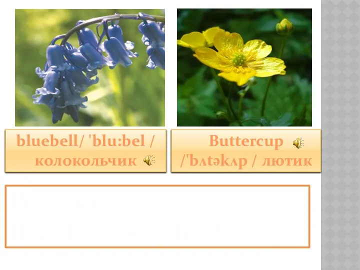 bluebell/ 'blu:bel / колокольчик Buttercup /'bʌtəkʌp / лютик What‘s this? It‘s a bluebell/ buttercup.