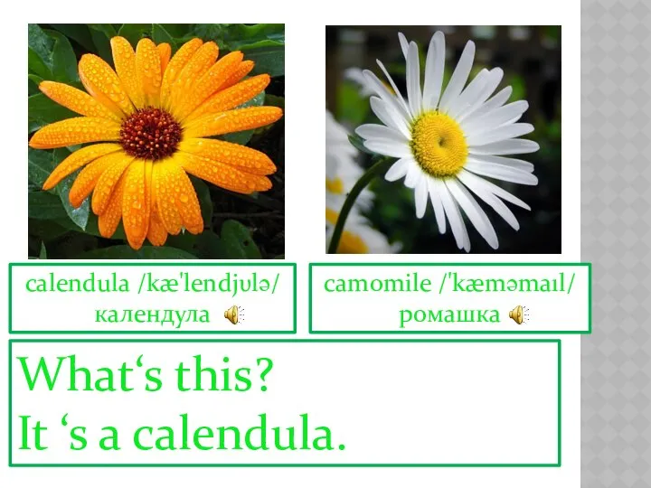 camomile /'kæməmaıl/ ромашка calendula /kæ'lendjυlə/ календула What‘s this? It ‘s a calendula.