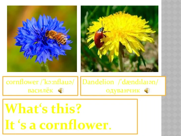 cornflower /'kɔ:nflauə/ василёк Dandelion /'dændılaıən/ одуванчик What‘s this? It ‘s a cornflower.