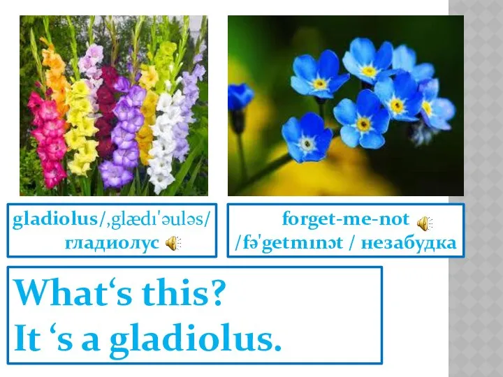 What‘s this? It ‘s a gladiolus. gladiolus/,glædı'əuləs/ гладиолус forget-me-not /fə'getmınɔt / незабудка