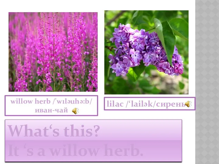 lilac /‘lailək/сирень willow herb /'wıləuhə:b/ иван-чай What‘s this? It ‘s a willow herb.