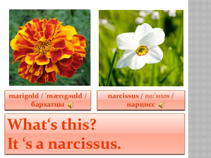 marigold / 'mærıgəuld / бархатцы narcissus / nɑ:'sısəs / нарцисс What‘s this? It ‘s a narcissus.