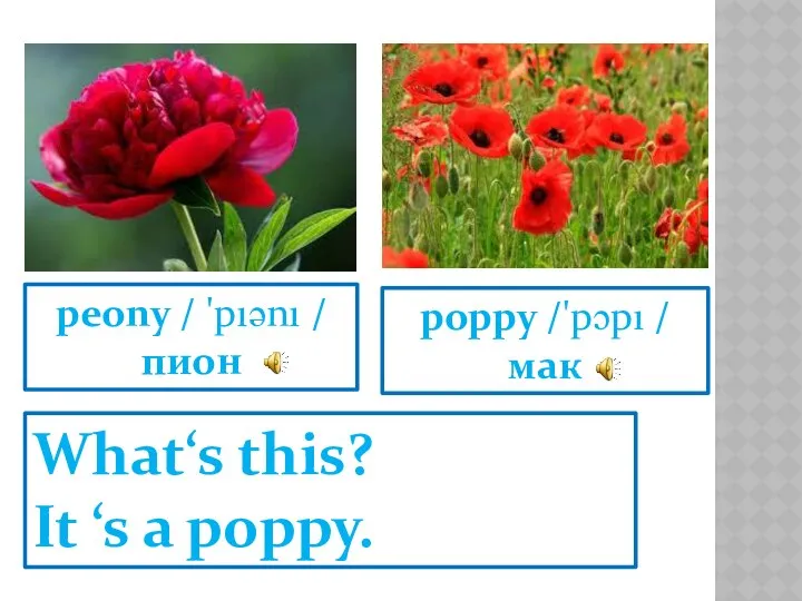 poppy /'pɔpı / мак peony / 'pıənı / пион What‘s this? It ‘s a poppy.