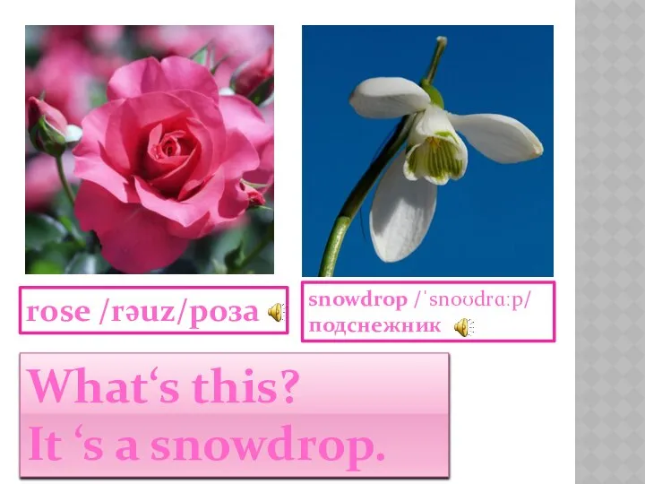 snowdrop /ˈsnoʊdrɑːp/ подснежник rose /rəuz/роза What‘s this? It ‘s a snowdrop.