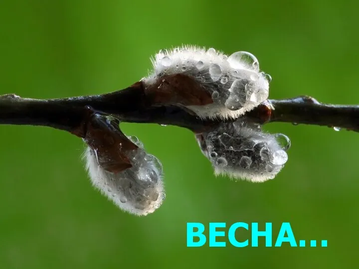 ВЕСНА…