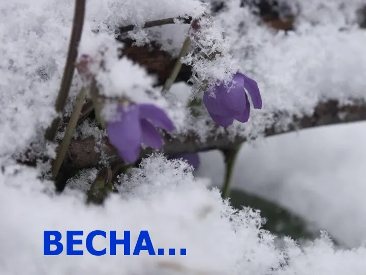 ВЕСНА…