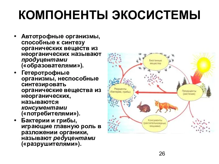 КОМПОНЕНТЫ ЭКОСИСТЕМЫ Автотрофные организмы, способные к синтезу органических веществ из неорганических