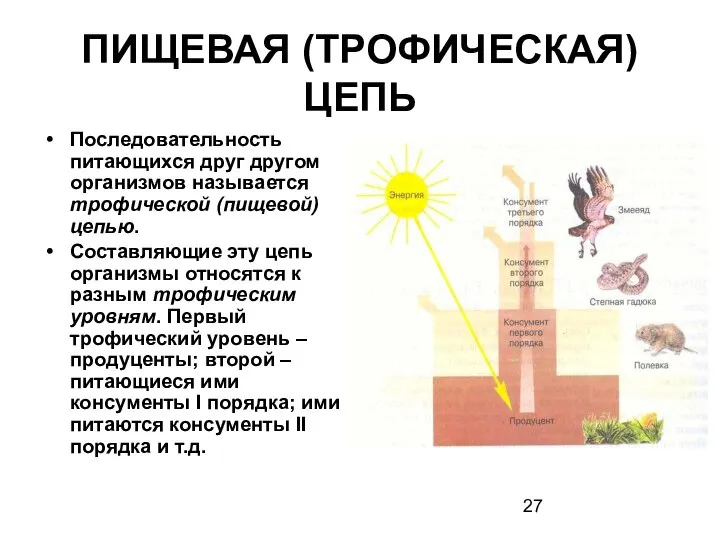 ПИЩЕВАЯ (ТРОФИЧЕСКАЯ) ЦЕПЬ Последовательность питающихся друг другом организмов называется трофической (пищевой)