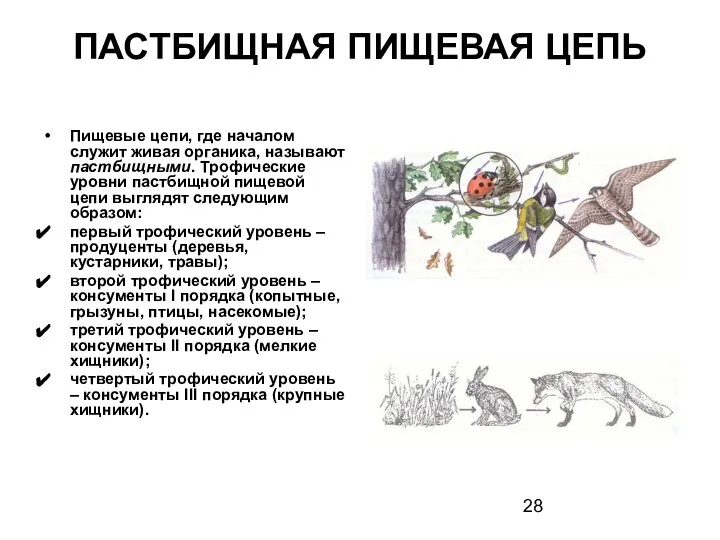 ПАСТБИЩНАЯ ПИЩЕВАЯ ЦЕПЬ Пищевые цепи, где началом служит живая органика, называют