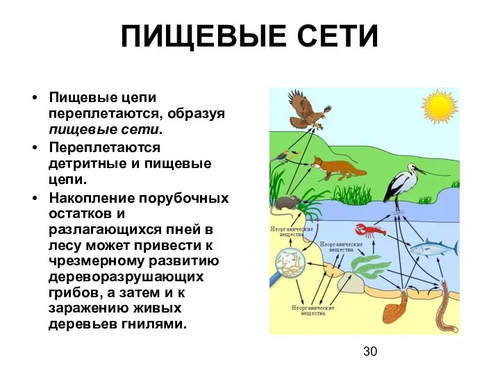 ПИЩЕВЫЕ СЕТИ Пищевые цепи переплетаются, образуя пищевые сети. Переплетаются детритные и