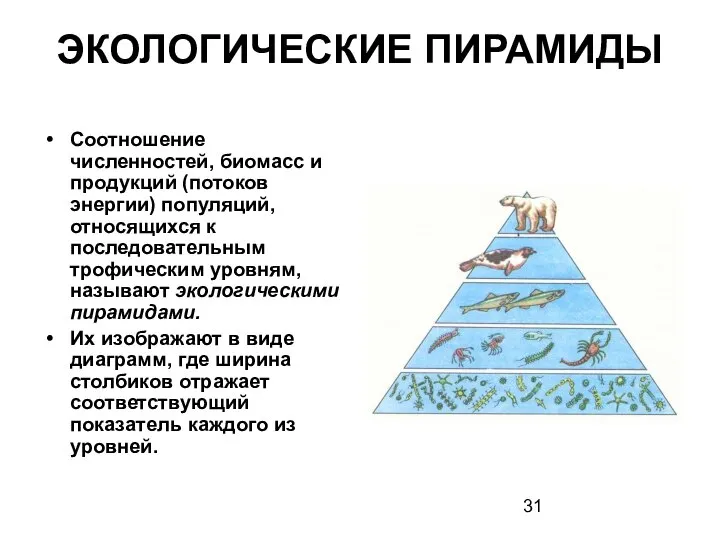 ЭКОЛОГИЧЕСКИЕ ПИРАМИДЫ Соотношение численностей, биомасс и продукций (потоков энергии) популяций, относящихся