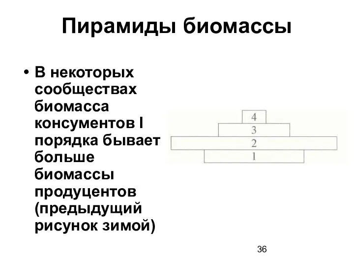 Пирамиды биомассы В некоторых сообществах биомасса консументов I порядка бывает больше биомассы продуцентов (предыдущий рисунок зимой)