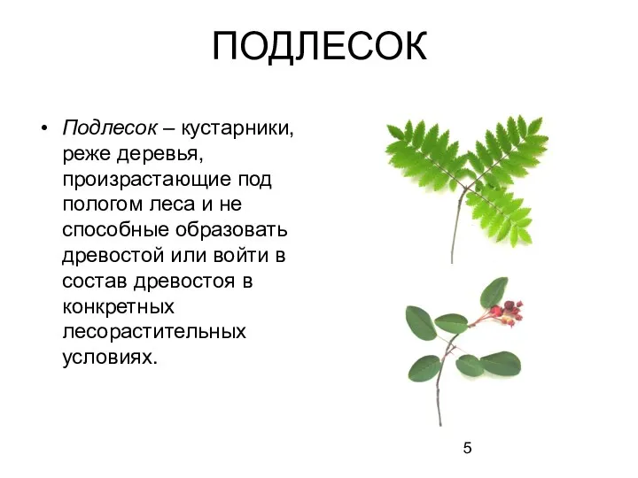 ПОДЛЕСОК Подлесок – кустарники, реже деревья, произрастающие под пологом леса и