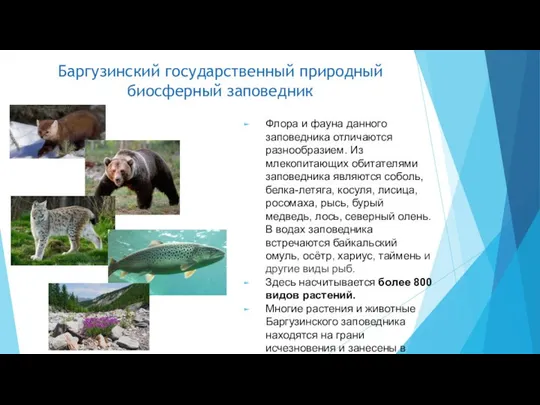 Баргузинский государственный природный биосферный заповедник Флора и фауна данного заповедника отличаются