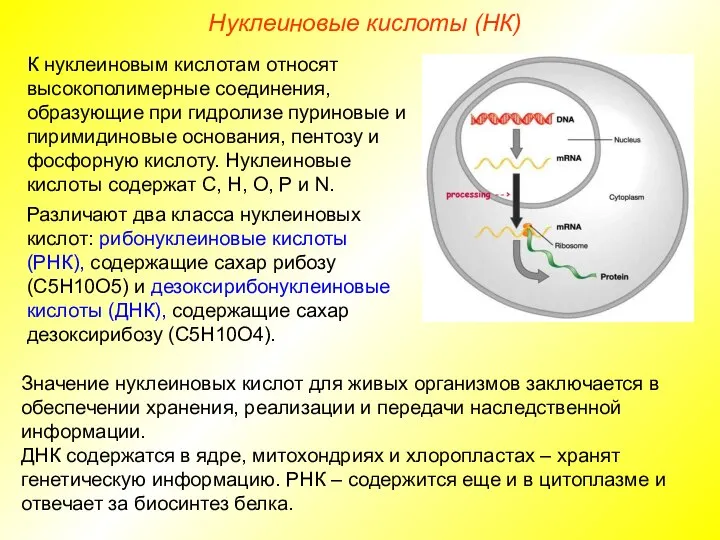 К нуклеиновым кислотам относят высокополимерные соединения, образующие при гидролизе пуриновые и