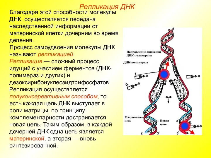 Благодаря этой способности молекулы ДНК, осуществляется передача наследственной информации от материнской