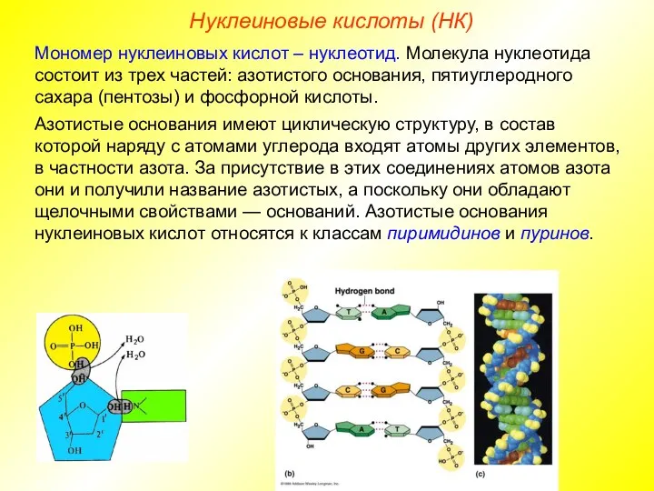 Нуклеиновые кислоты (НК) Мономер нуклеиновых кислот – нуклеотид. Молекула нуклеотида состоит
