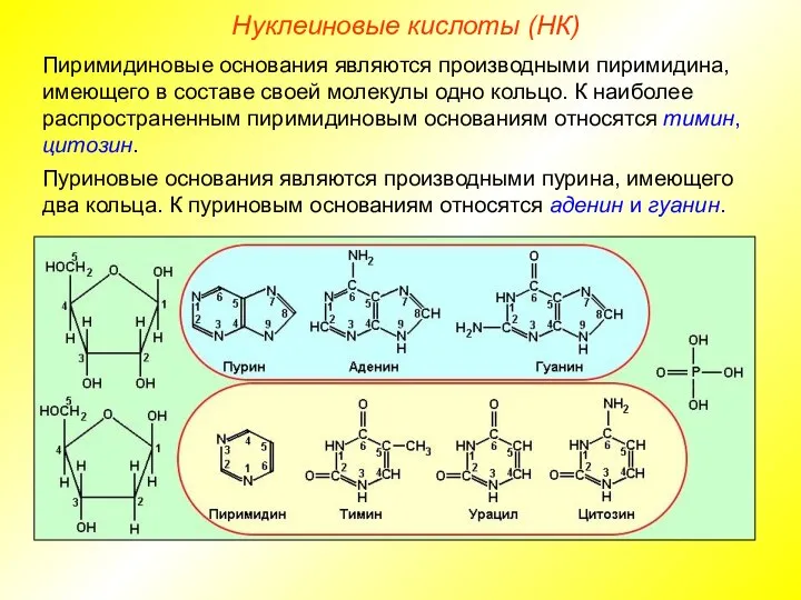 Нуклеиновые кислоты (НК) Пиримидиновые основания являются производными пиримидина, имеющего в составе